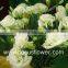 Plant Directly Export Color Lisianthus Flower Eustoma From China