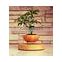 factory cheap price nolvety gift plastic plant pots