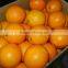 New Fresh Navel orange Price from Orange Factory