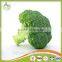 Broccoli Fresh Broccoli Hot Sale fresh green Broccoli