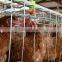 Poultry Farm Layer Cages