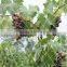 anti bird net bird capture net bird catch net