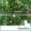 Hot sale Vineyard Trellis