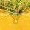 10-Year No ComplaintWide Applicability Moringa Oil Mill Machinery
