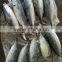 Frozen Fresh Bonito 750g up