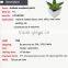 Hot sale miniascape of aloe vera mini plant for office supply