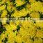 Most popular new coming cut fresh chrysanthemum many colors for balcony decoration