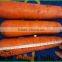 Hot Sale Fresh Bulk Carrot Price Per Ton 2016