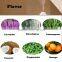 fruit scent organic 100% pure essential Oil