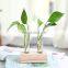 3pcs set Glass Air Planter Bulb Test Tube Plant Terrarium wood plant stand wooden shelf