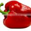 frozen red pepper frozen bell pepper with good quality and moderate price in China