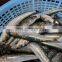 Wholesale frozen whole round sardine fish block for bait