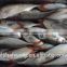 Red tail horse mackerel Decapterus kurroides Whole Round with size 2 - 3 pcs / kg