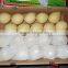 China Fresh Ya Pear for Export Best Quality