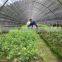 agricultrual sun shade net/agricultural plastic shade net/plastic net
