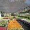 vegetables sun shade net