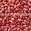peanut exporters