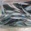 Frozen Pacific Mackerel Fish Whole Round