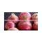 EGYPTION ONION farm fresh shallot onions  super quality  with great price promotion
