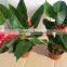 Anthurium andraeanum flower bonsai