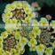 The shrub plant Lantana camara seedling