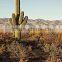 Carnegiea gigantea Britton et Rose, Saguaro, pot plants, bonsais