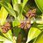 VIETNAM AUTUMN STAR ANISEED COMPETITIVE PRICE