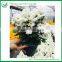 Chrysanthemum Tropical Cut Flowers