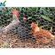 Chicken Wire Netting Hexagonal Wire Netting Poultry Mesh