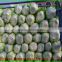 Cheap fresh cabbage exporters in China