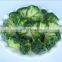 Sinocharm Crisp Sweet Fresh Non Worm Frozen Broccoli with ISO Certificate IQF Broccoli