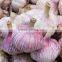 Chinese 2016 new crop fresh garlic
