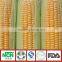 Frozen Style Waxy Corn Original from China