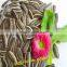 Sunflower Seeds for sale
