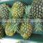 VIET NAM FRESH pineapple