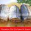 Mexico canned mackerel fish