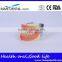 Dental Surgical Integrated Model Teaching Demonstration Teeth Model