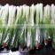 Spring Onions