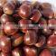 edible chestnuts