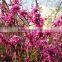 High Quality Judas Redbud Bauhinia Flower Tree Seeds For Growing