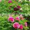 Paeonia Suffruticosa Andrews Peony Seedling