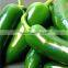 Search products Jalapeno peppers buy wholesale from china