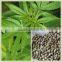 High quality organic refined hemp seed oil wholesales factory price