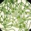 Spirulina Extract
