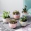 Succulent plant pot small prickly pear green plant home desk surface potted landscape
