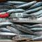 Slender mackerel China Exporter with size 80 pcs / 10 kg ctn