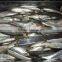 Good quality frozen sardine seafood fish 120-140g