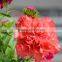 Fresh color Flame Orange cut fresh carnations