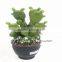 China wholesale manufacturer artificial cactus plant ball cactus bonsai with high quality