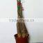 20cm pachira good luck money tree aquatica macrocarpa malabar chestnut hot sale in USA market